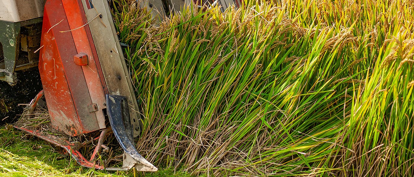 Στήριξη Καρολίνας ζήτησαν οι ρυζοπαραγωγοί από Αυγενάκη, αρχές 2024 νέος Κανονισμός ΕΛΓΑ