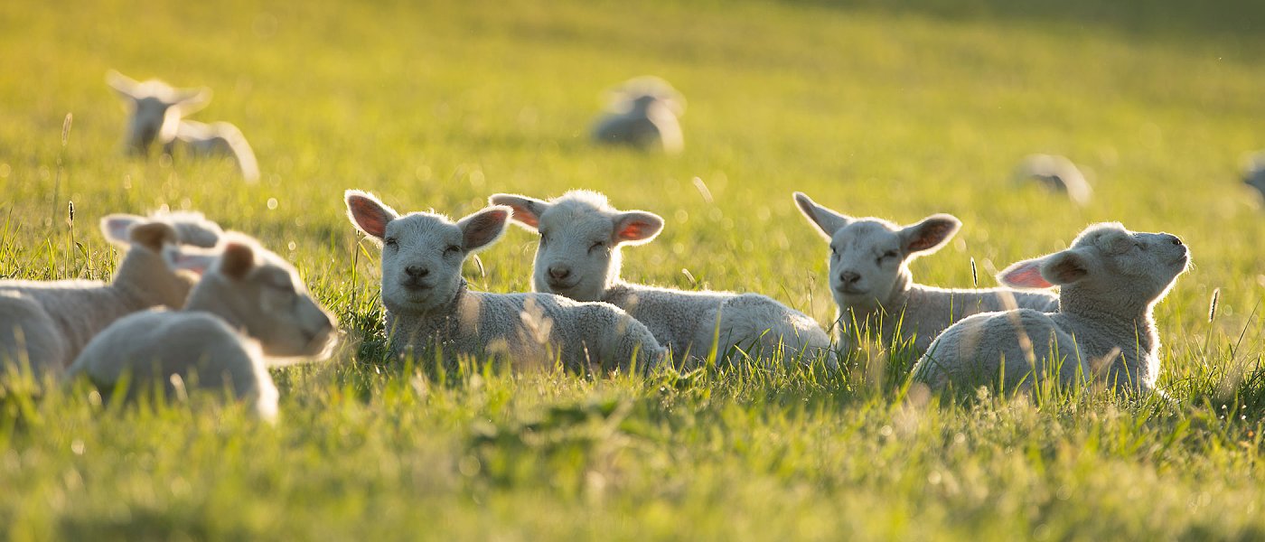 Μέχρι τέλος του έτους θα κλείσει ο κύκλος της ευλογιάς λέει ο Τσιάρας, πως θα γίνει η ανασύσταση ζωικού κεφαλαίου