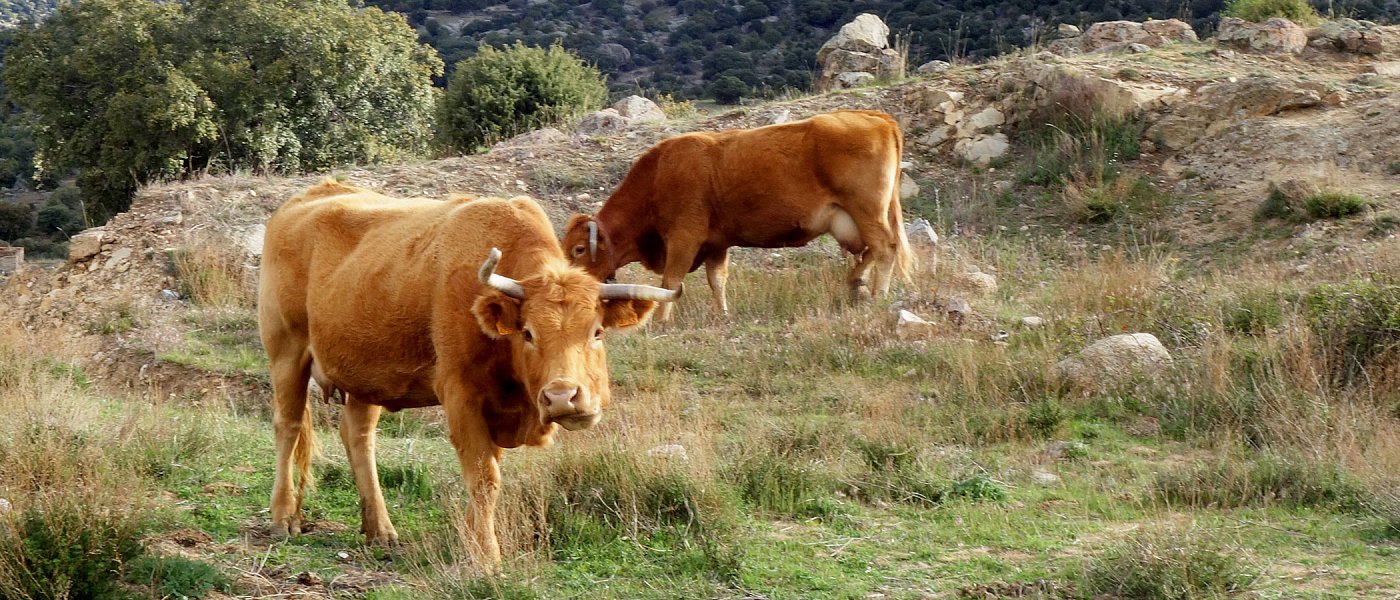 Αίτημα προληπτικών εμβολιασμών για την οζώδη δερματίτιδα στα βοοειδή στην χώρα μας