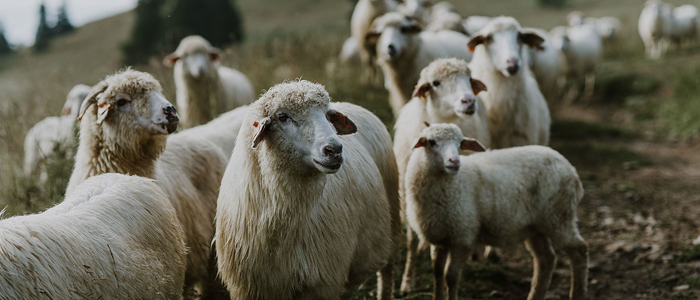 Κρήτη: Αποζημιώσεις για πανώλη ζητούν οι κτηνοτρόφοι, αγορές ζωοτροφών με προπαραγγελία