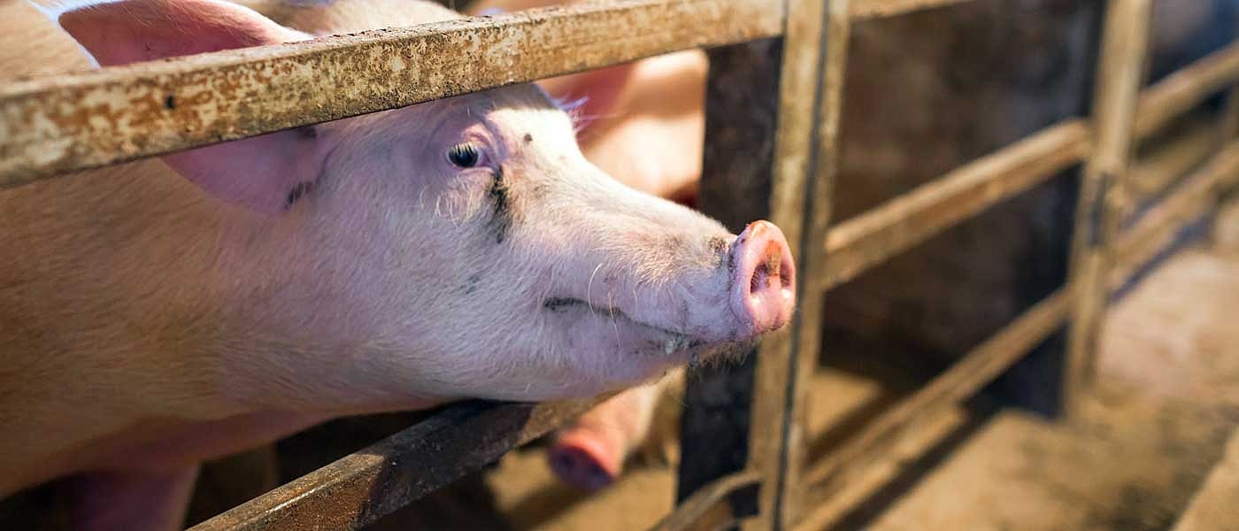 Κανένα άλλο κρούσμα πανώλης των χοίρων στη χώρα πέρα από αυτό των Σερρών