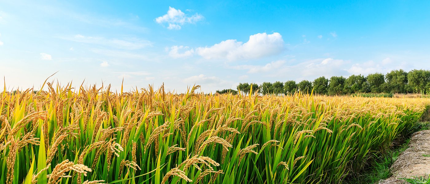 3+3 προτάσεις για να μπει φραγμός στην οικονομική ασφυξία της ρυζοκαλλιέργειας