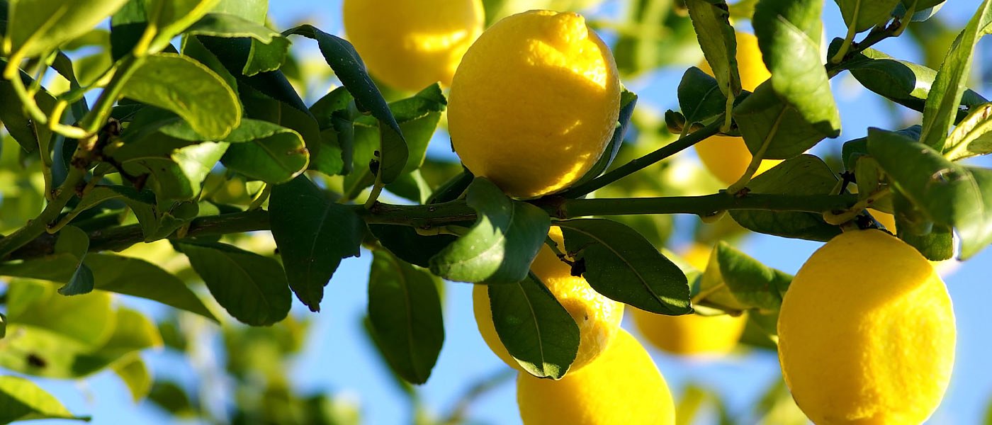 Ο καιρός επηρέασε την ευρωπαϊκή παραγωγή λεμονιού, στο 9 τοις εκατό η μείωση