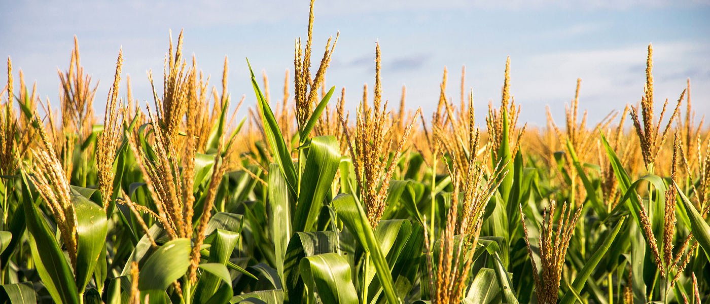 Περιζήτητο έχει καταστεί το καλαμπόκι μια στροφή πριν μπουν οι κομπίνες στα χωράφια