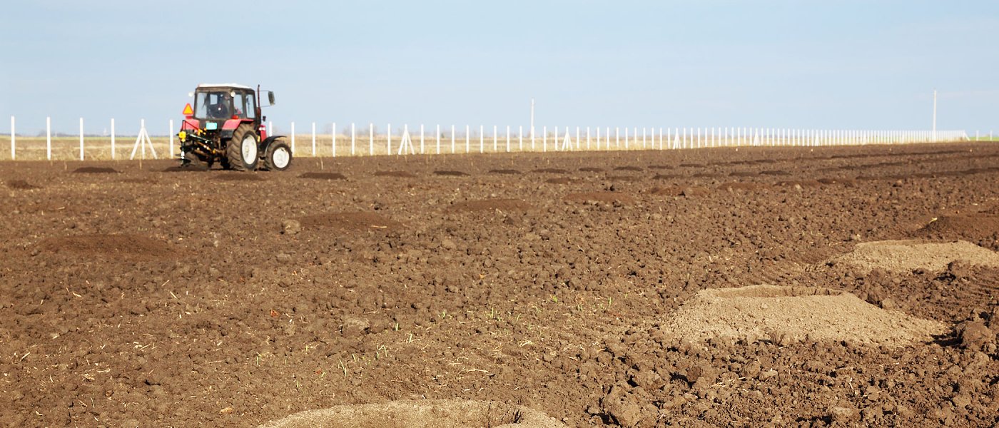 Αμυγδαλιά: Τι πρέπει να ξέρει ο παραγωγός πριν ξεκινήσει μια φυτεία