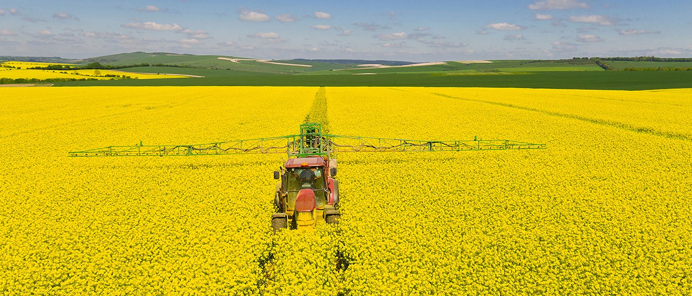 Ολοκληρώθηκαν οι σπορές ελαιοκράμβης, οι καιρικές συνθήκες βοήθησαν την καλλιέργεια και αυξήθηκαν τα στρέμματα
