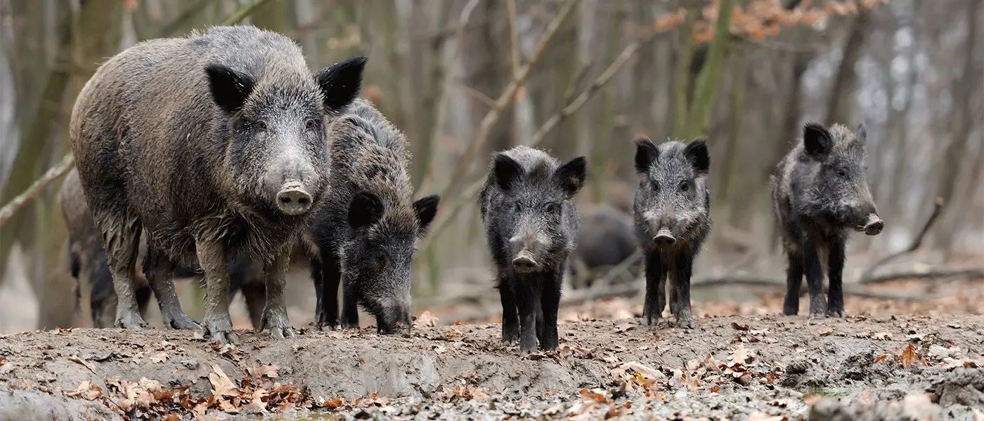 15 νέες εστίες με Αφρικανική Πανώλη σε αγριόχοιρους κοντά στα ελληνοβουλγαρικά σύνορα