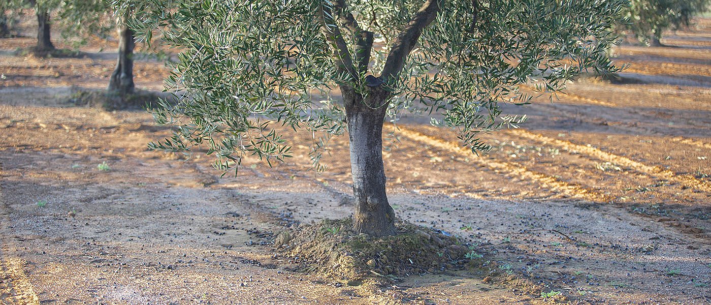 Βασικά σημεία που θα πρέπει να προσέξουν οι ελαιοπαραγωγοί κατά την λίπανση