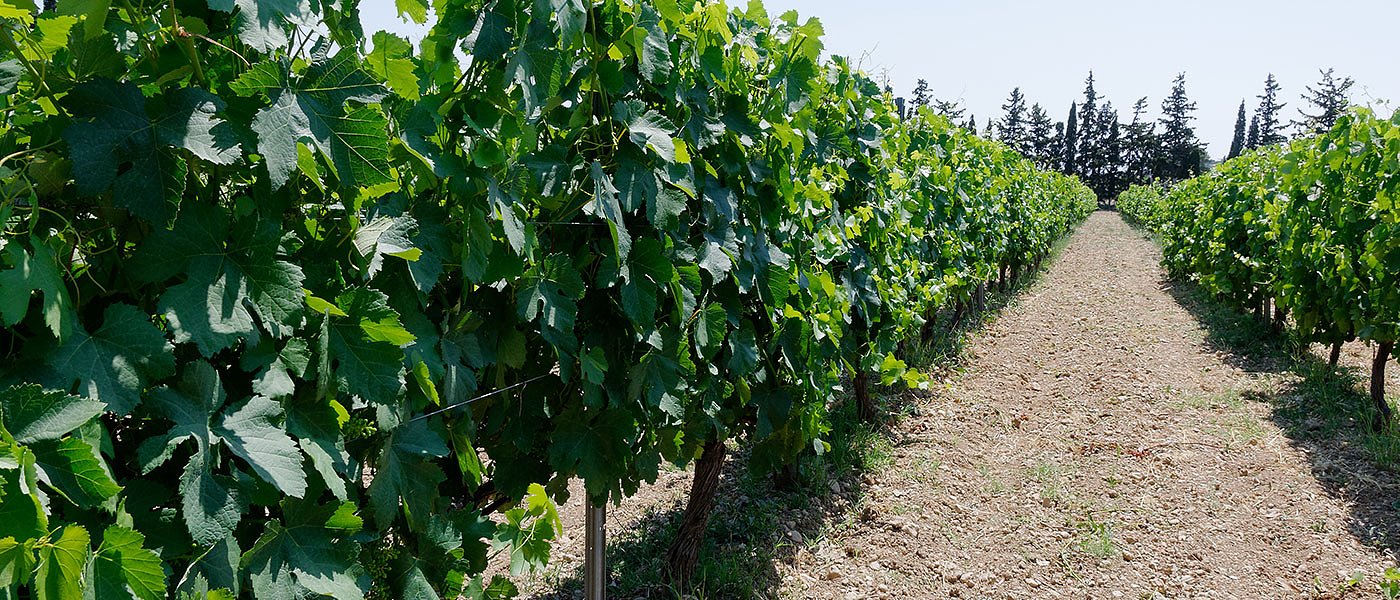 Επικαιροποίηση μητρώων ΥπΑΑΤ και ανάγκη στρατηγικής στον αμπελοοινικό κλάδο