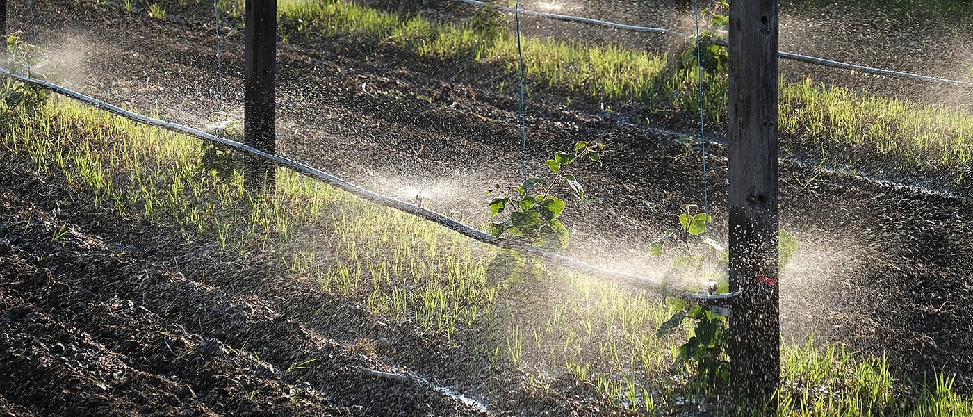 Πάνω από 10.000 στρέμματα φέτος νέες φυτεύσεις στα ακτινίδια, πόσο φτάνει το κόστος