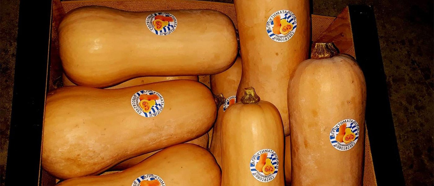 Με προοπτικές η καλλιέργεια της κολοκύθας, που παραμένει όμως απαιτητική