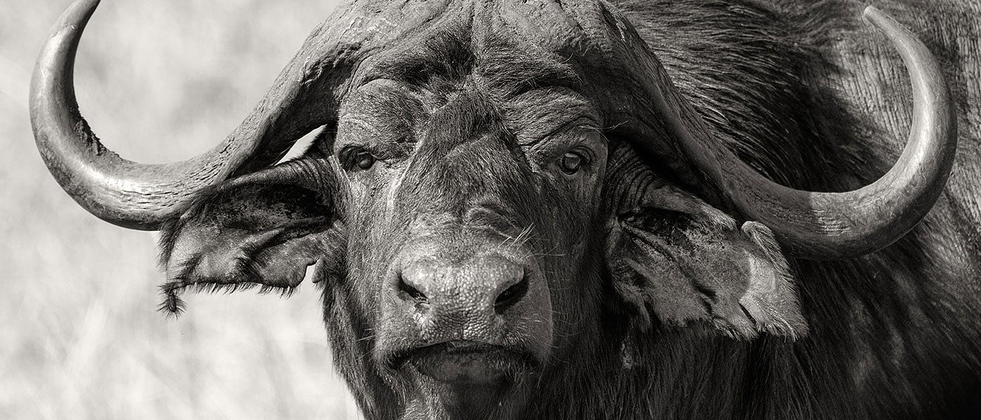 26χρονη Ιωάννα Σερακιώτη, βουβαλοτρόφος, μένει εκτός Αυτόχθονων Φυλών και Νέων Αγροτών