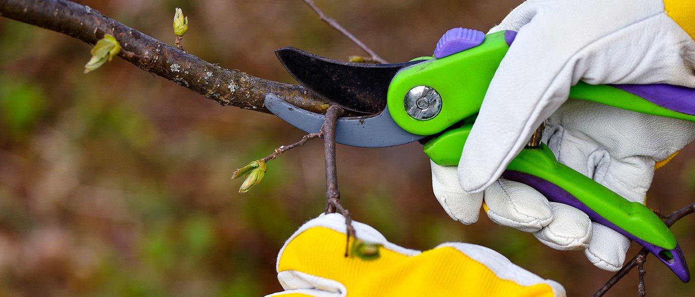 Ξεκινάει το νέο επιδοτούμενο πρόγραμμα κατάρτισης στον εμβολιασμό δενδρωδών καλλιεργειών