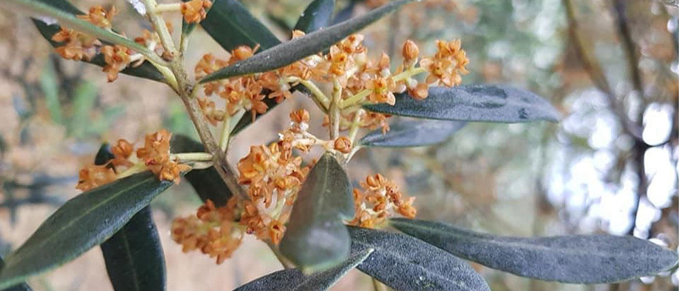Καλαμών: Δραματική ακαρπία στο Μεσολόγγι, μέτρα και αποζημιώσεις ζητά ο δήμαρχος