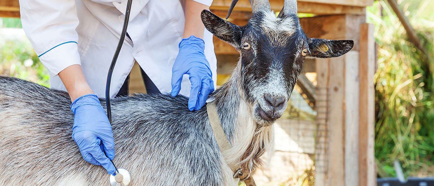 Ξεκινούν απεργιακές κινητοποιήσεις οι κτηνίατροι του δημοσίου, ζητούν προσλήψεις