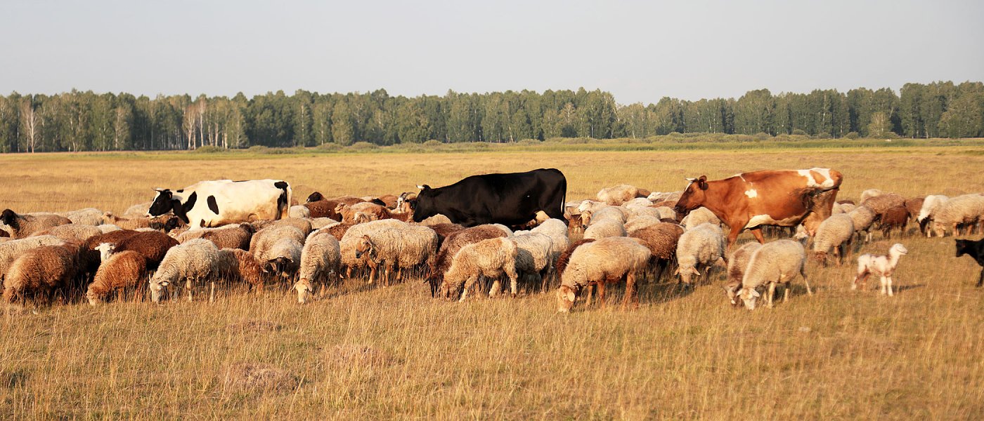 Πως θα γίνεται ο έλεγχος του αριθμού των ζώων, ο αλγόριθμος για αιγοπρόβειο γάλα και κρέας