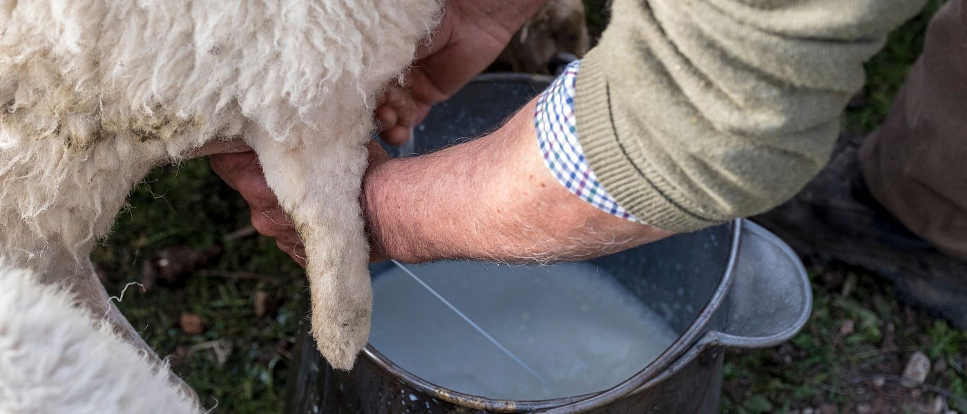 Συνέχεια καλών ειδήσεων στο πρόβειο γάλα: Με 1,02 ευρώ έκλεισε συμφωνία ο ΓάλαΕλάςς