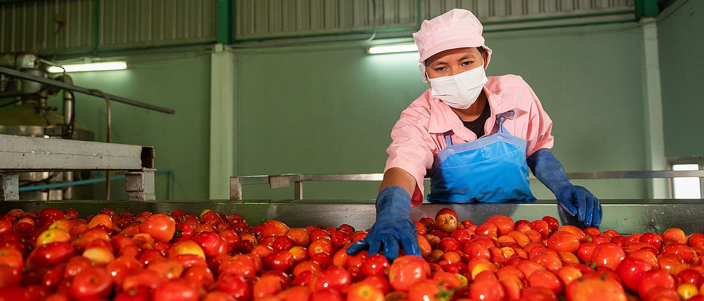 Υπογράφηκαν συμβόλαια για βιομηχανική ντομάτα στην Ηλεία, ποσότητα και τιμές