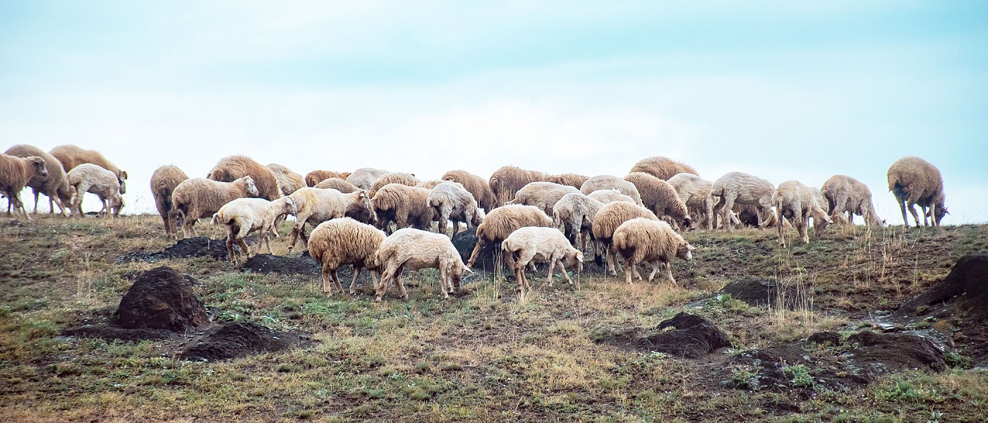 Ευλογιά αιγοπροβάτων: Η εικόνα της νόσου με βάση τα τελευταία στοιχεία έως 19 Δεκεμβρίου