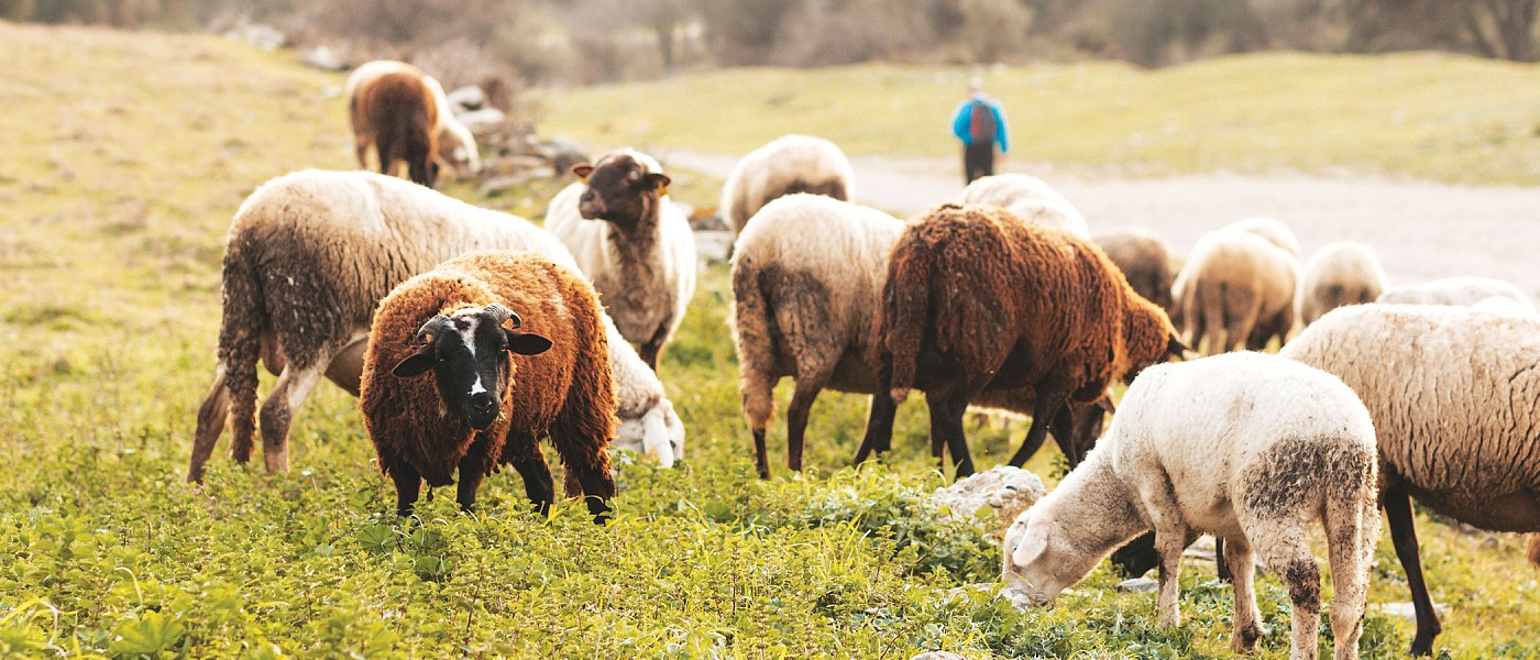 Η ορθή διατροφή στα αιγοπρόβατα: βάση για τη γαλακτοπαραγωγή