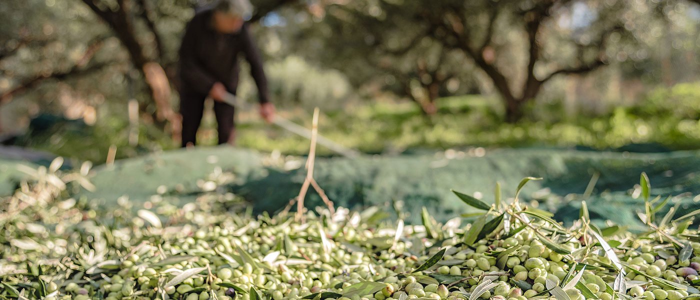 Μεγάλο πρόβλημα η έλλειψη εργατών γης κατά την συγκομιδή, ποια λύση προτείνουν οι ελαιοπαραγωγοί