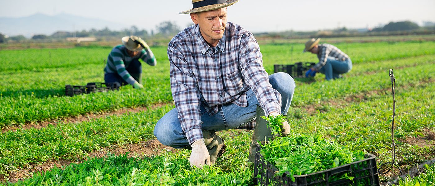 Μείωση μέσης αξίας δικαιώματος, δεκτά έντυπα μισθωτήρια στο ΟΣΔΕ 2022