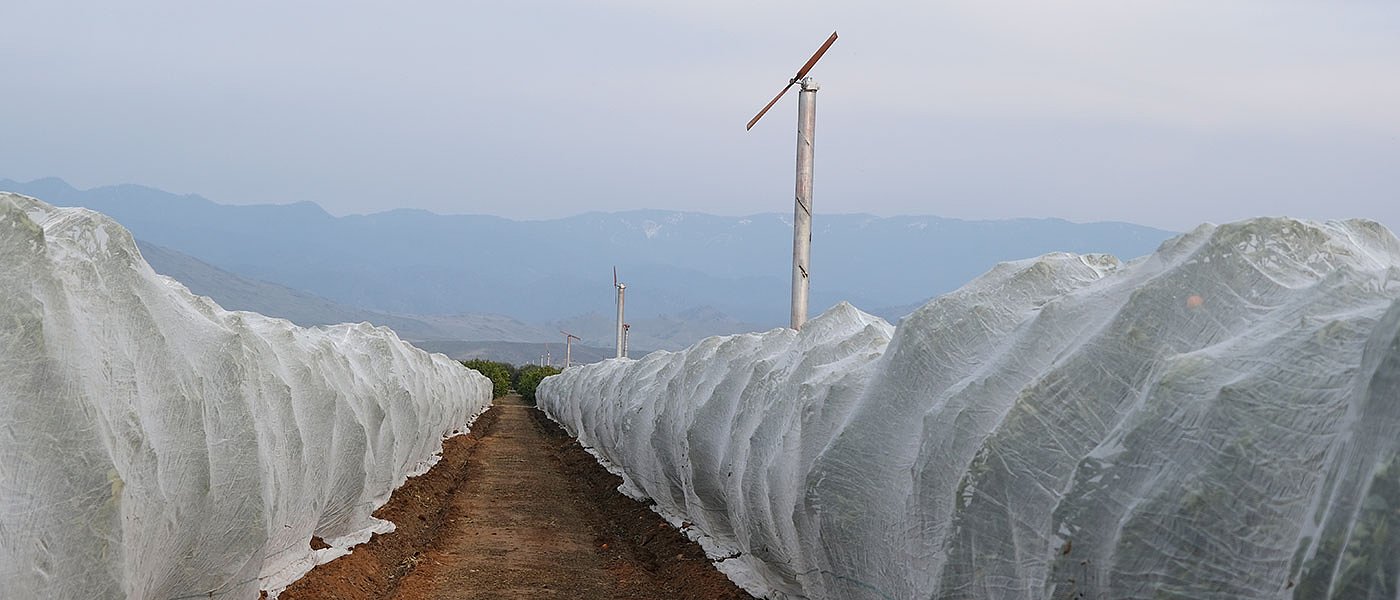 130.000 τόνους εσπεριδοειδών έβγαλε... εκτός ο παγετός στην Αργολίδα, αγρότες κατά ΔΕΗ