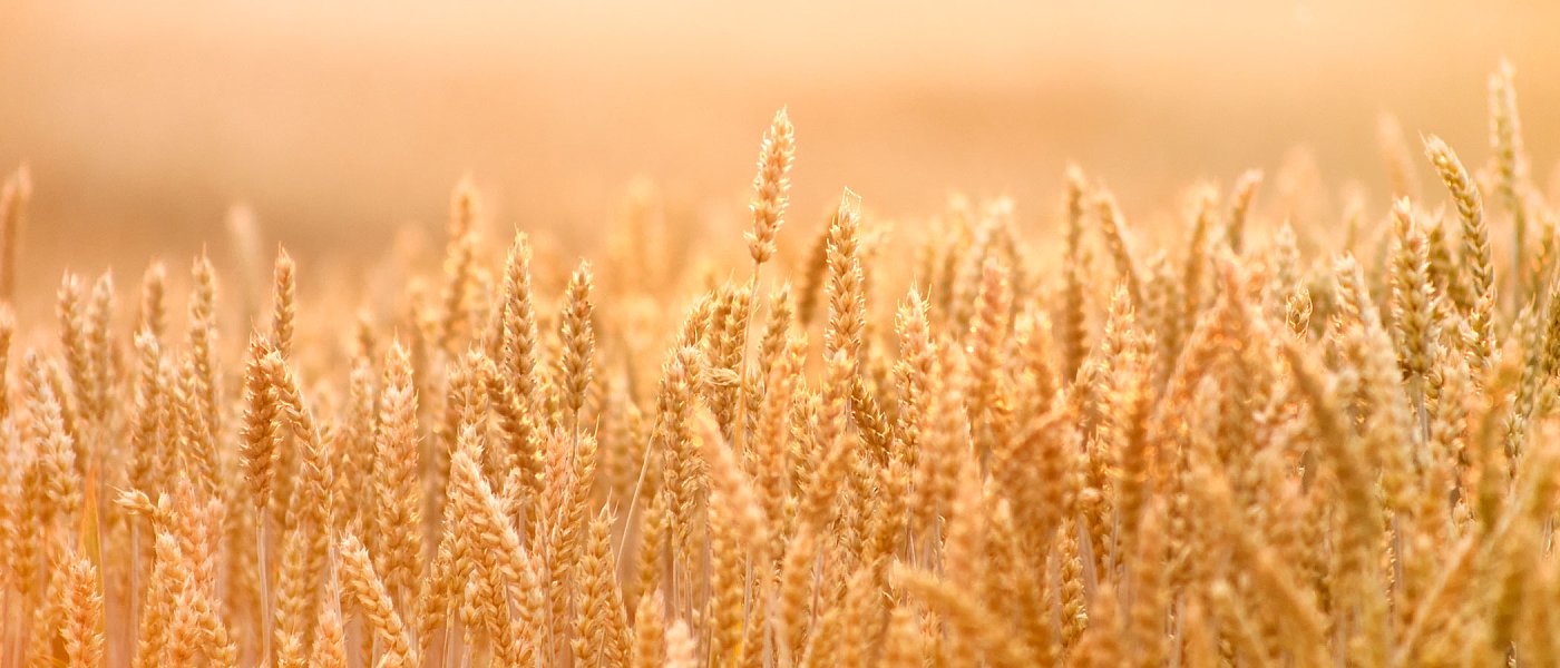 Τι κερδίζει παραγωγός από Οικολογικά Σχήματα αν από βαμβάκι μηδική και καλαμπόκι στράφηκε σε σιτηρά και ψυχανθή