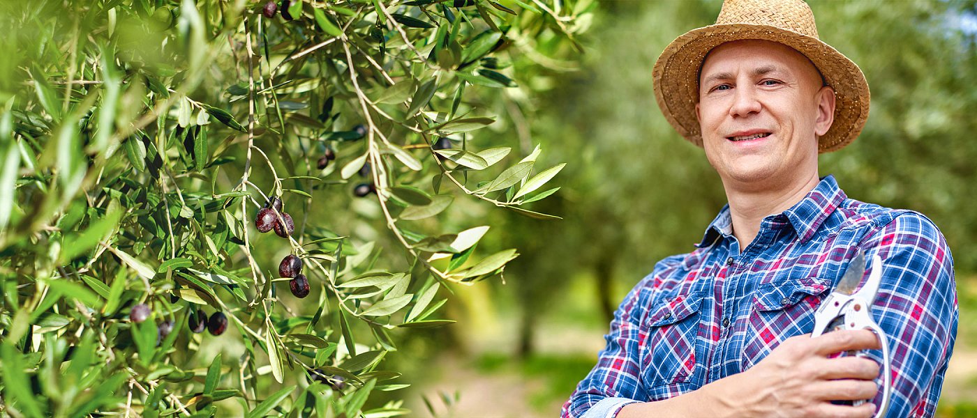 Δεν έχουν φάρμακα για δακοκτονία στην Κρήτη, οι ελαιοπαραγωγοί κάνουν ότι μπορούν για να σώσουν την βεντέμα