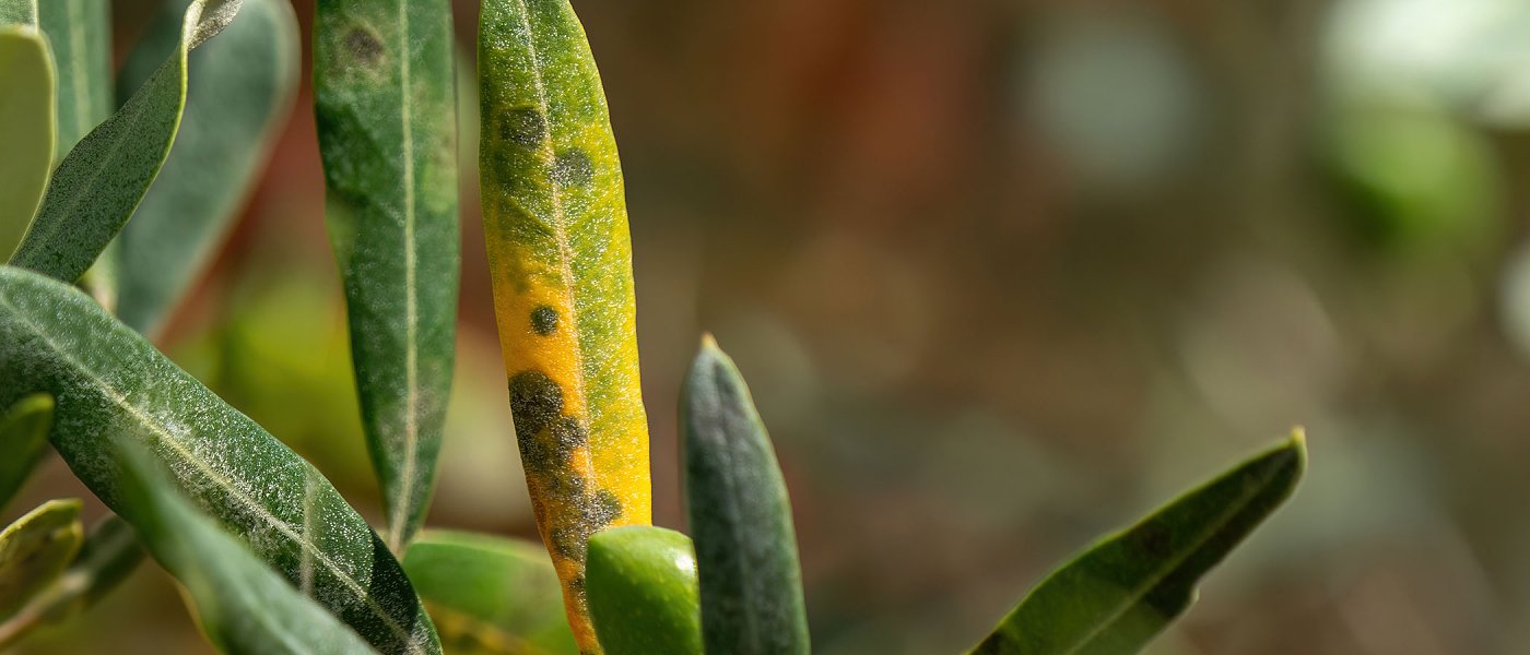 Κυκλοκόνιο της ελιάς – αυξημένος κίνδυνος μολύνσεων