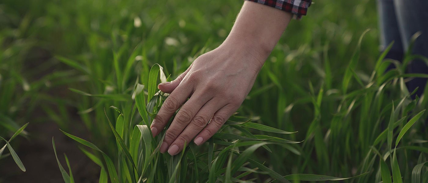 Αφύσικη ανάπτυξη σιτηρών λόγω ζέστης, κίνδυνος για πυρηνόκαρπα, μηλοειδή, ακρόδρυα