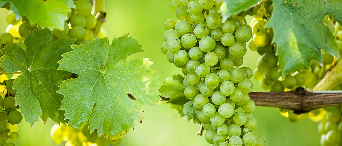 Δύο εκατομμύρια ευρώ στον πράσινο τρύγο με απόφαση ΥπΑΑΤ λόγω κορονοϊού