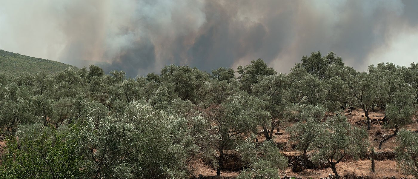 375.000 ελαιόδεντρα έκαψε η φωτιά του Αυγούστου στην Ηλεία, ξεκρέμαστοι χιλιάδες αγρότες