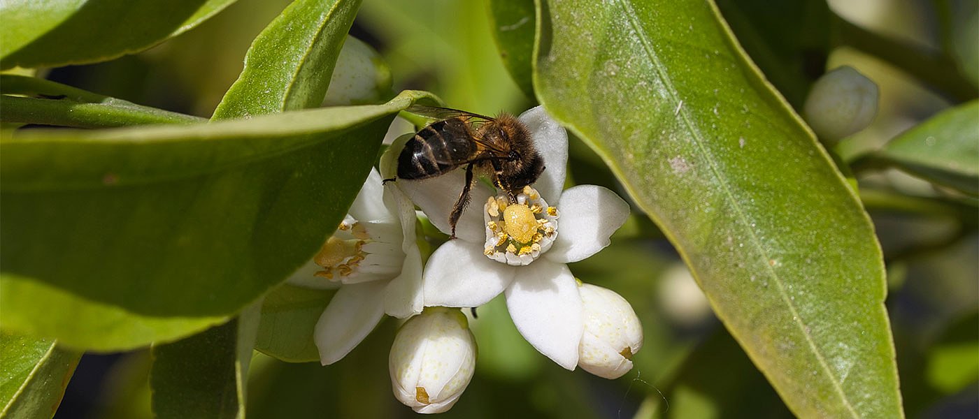 Νέοι και παλιοί στο νέο πρόγραμμα βιολογικών, ενημέρωση ζητούν μελισσοκόμοι
