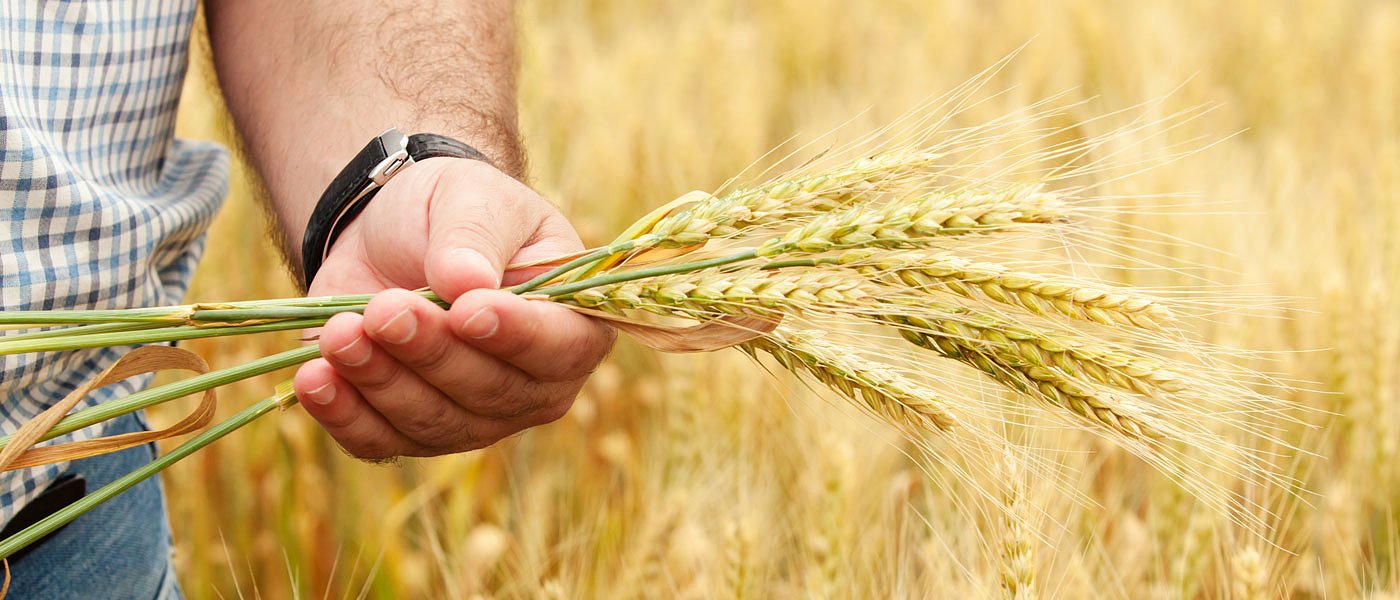 2023 χωρίς αμειψισπορά προτείνει η ΕΕ και βάζει 15 εκ. στρ. στην καλλιέργεια σιτηρών