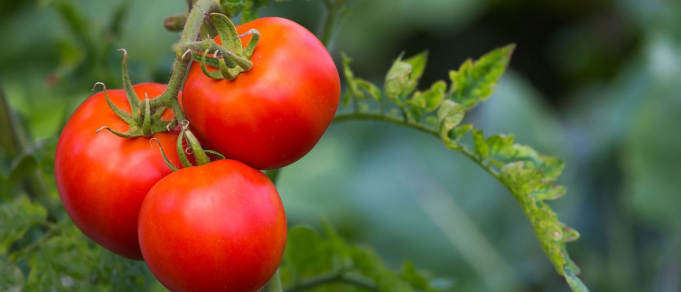 Μειωμένη παραγωγή κηπευτικών στην Μεσσηνία λόγω έλλειψης εργατών γης