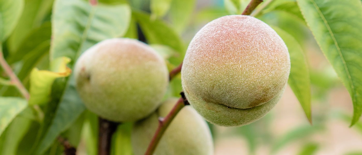 Ξεκίνησε η συγκομιδή συµπύρηνων ποικιλίας Άνδρος, αγωνία για προκαταβολές