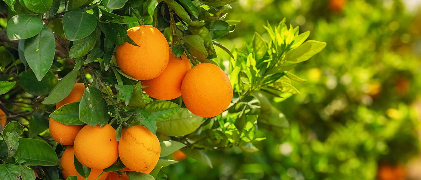 Βγήκαν στις αγορές τα πορτοκάλια της Αιγύπτου «πάγωσαν» οι ελληνικές εξαγωγές