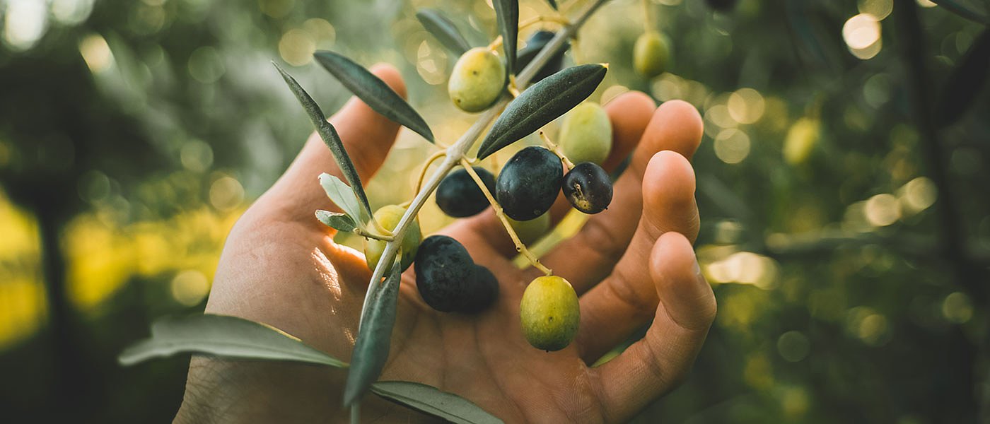 Αναζήτηση εναλλακτικών μορφών δακοκτονίας στην Κρήτη