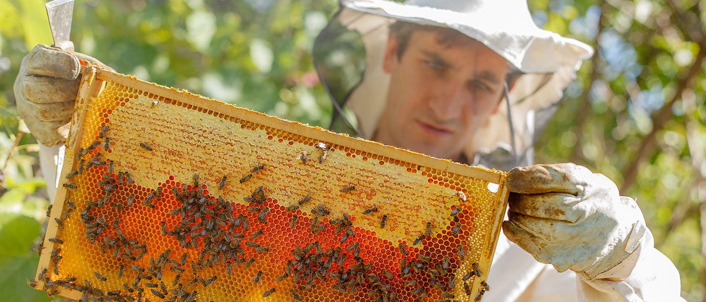 Νέο πρόγραμμα κατάρτισης στην μελισσοκομία