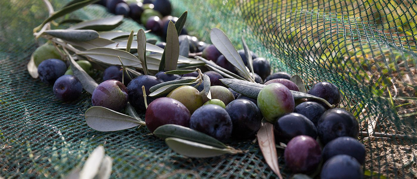 Τα ελαιόδιχτα: το σημαντικότερο εργαλείο από τα είδη ελαιοσυλλογής