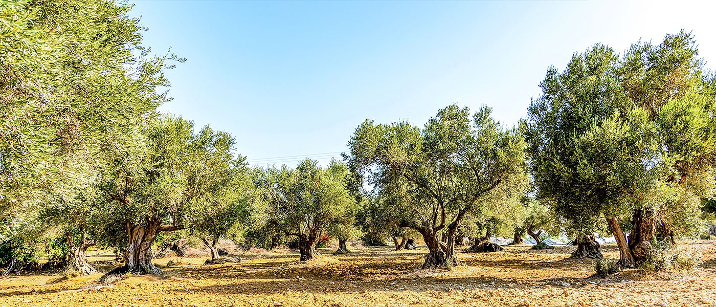 Την ακαρπία έθεσε η Διεπαγγελματική επιτραπέζιας ελιάς, το ΥπΑΑΤ αναζητά συμμαχίες στην ΕΕ