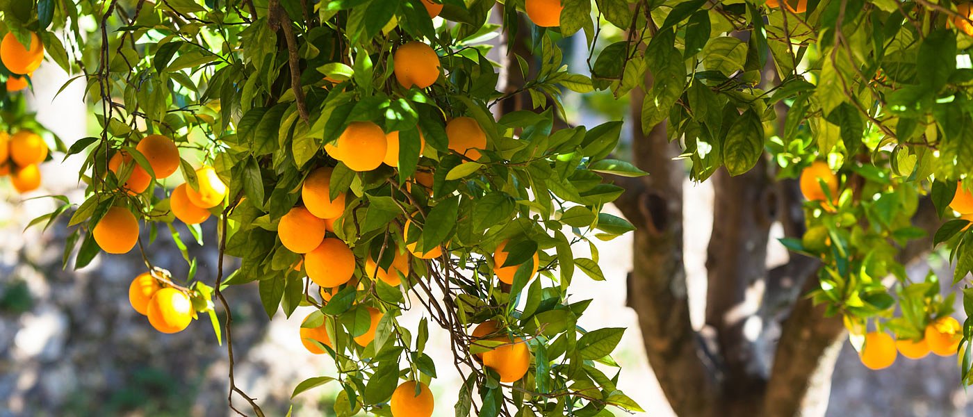 Μέχρι τα 40 λεπτά το κιλό σκαρφάλωσαν οι τιμές παραγωγού των Βαλέντσια