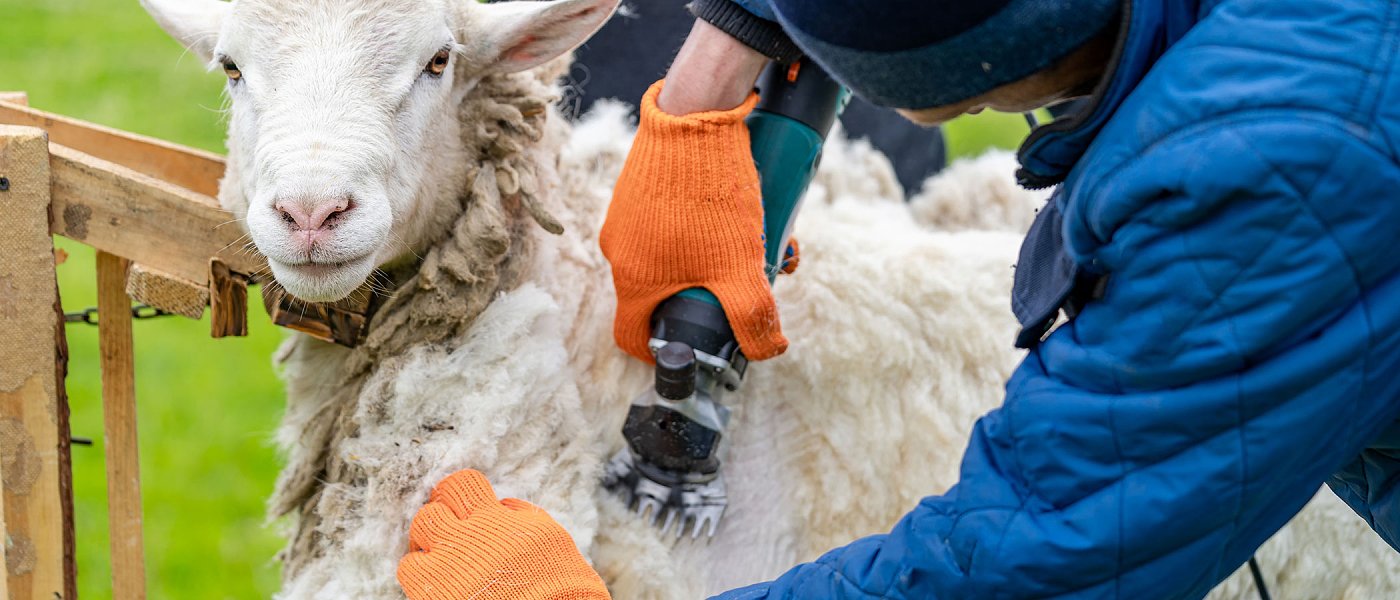 Κούρα ζώων και βιοασφάλεια: Τι πρέπει να προσέξουν οι κτηνοτρόφοι