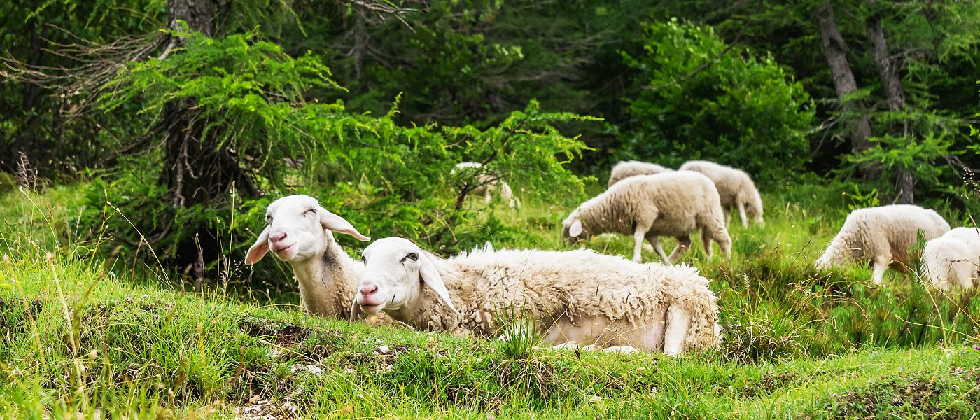 Συνεχίζεται η εξάπλωση ευλογιάς, 22 εκ. αποζημιώσεις για θανάτωση ζώων, μελετούν επιστρεπτέα προκαταβολή σε κτηνοτρόφους