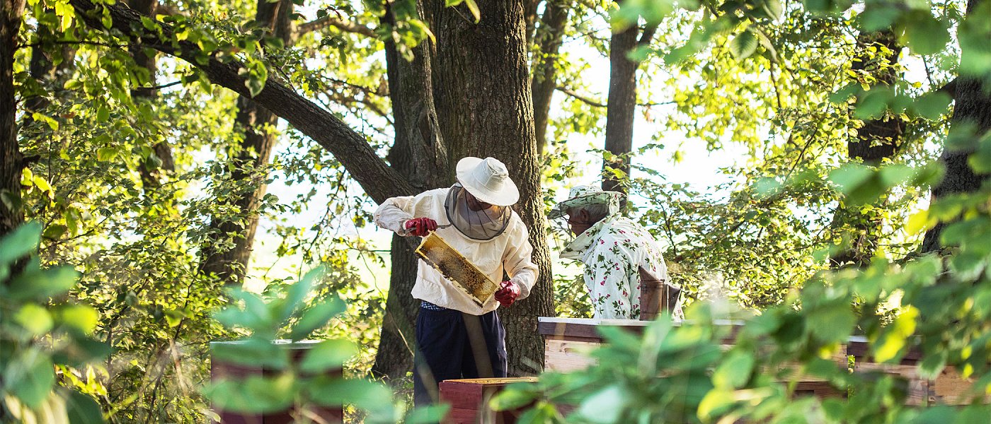 Η Συμμαχία που Τρέφει τη Γη: Μελισσοκομία και Γεωργία
