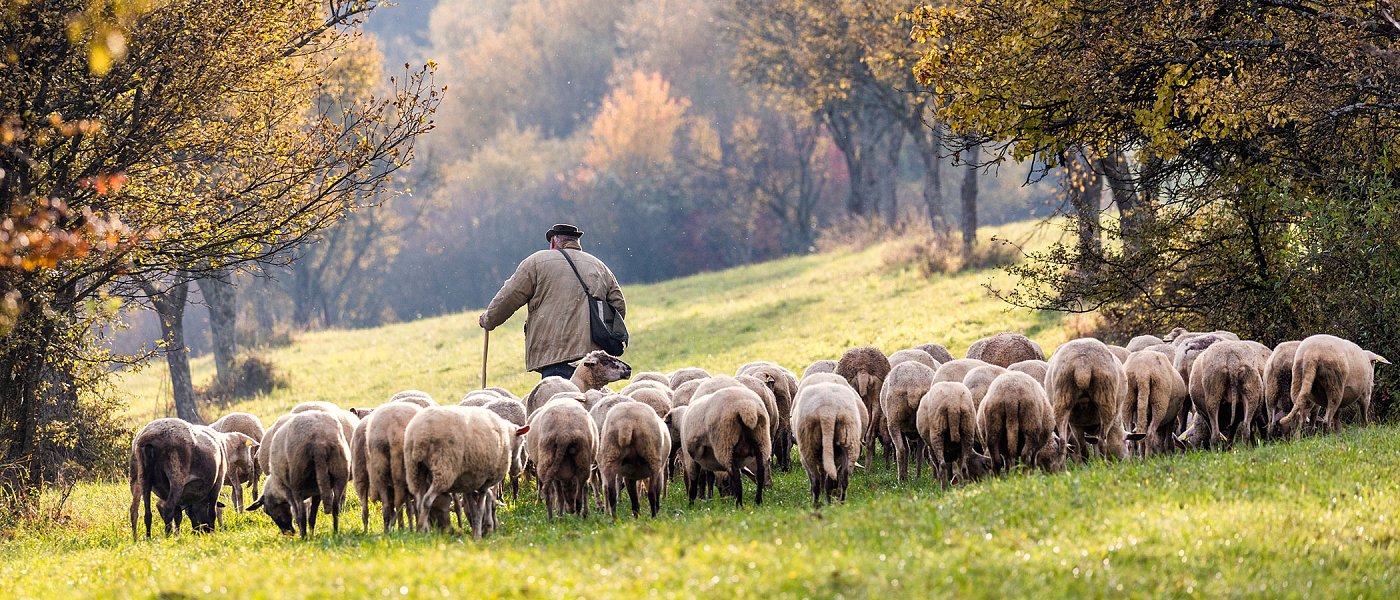 Κρίσιμη σύσκεψη για lockdown λόγω ευλογιάς, δεν υπάρχει περίπτωση να εφαρμοστεί γιατί πάμε για λουκέτο λένε κτηνοτρόφοι
