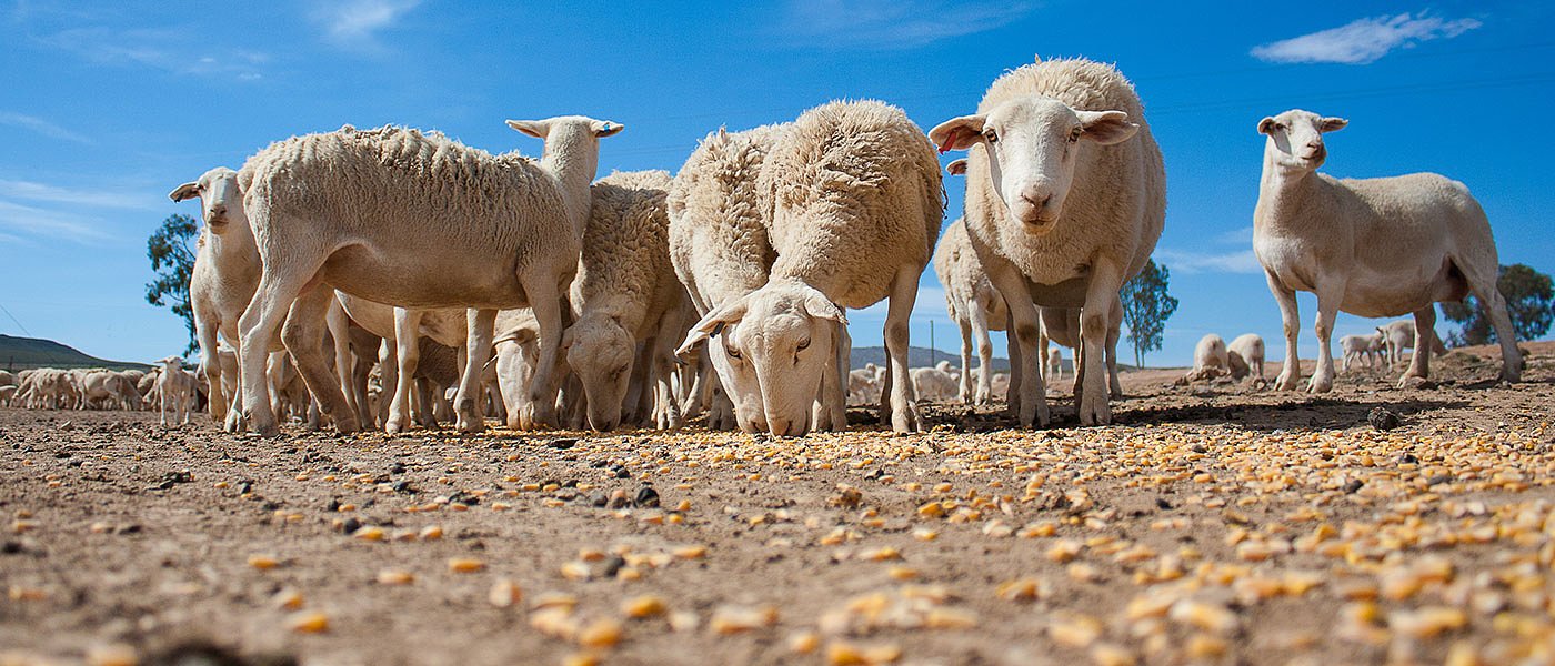 Τι ισχύει με την συνδεδεμένη στο αιγοπρόβειο από το 2023 που δίνει 12 ευρώ ανά ζώο