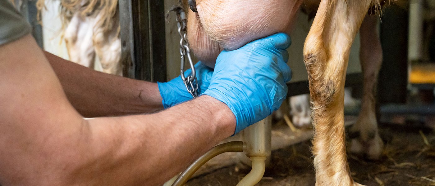 Από καλοκαίρι τα νέα Σχέδια Βελτίωσης, ποιος είναι ο προϋπολογισμός αιτήσεων, δεν περιλαμβάνουν αγορά ζώων από κτηνοτρόφους