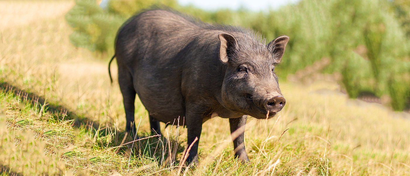 Ανακοίνωσε ο ΟΠΕΚΕΠΕ πότε πληρώνει Αυτόχθονες Φυλές, τι πρέπει να κάνουν κτηνοτρόφοι για να μην χάσουν την ενίσχυση